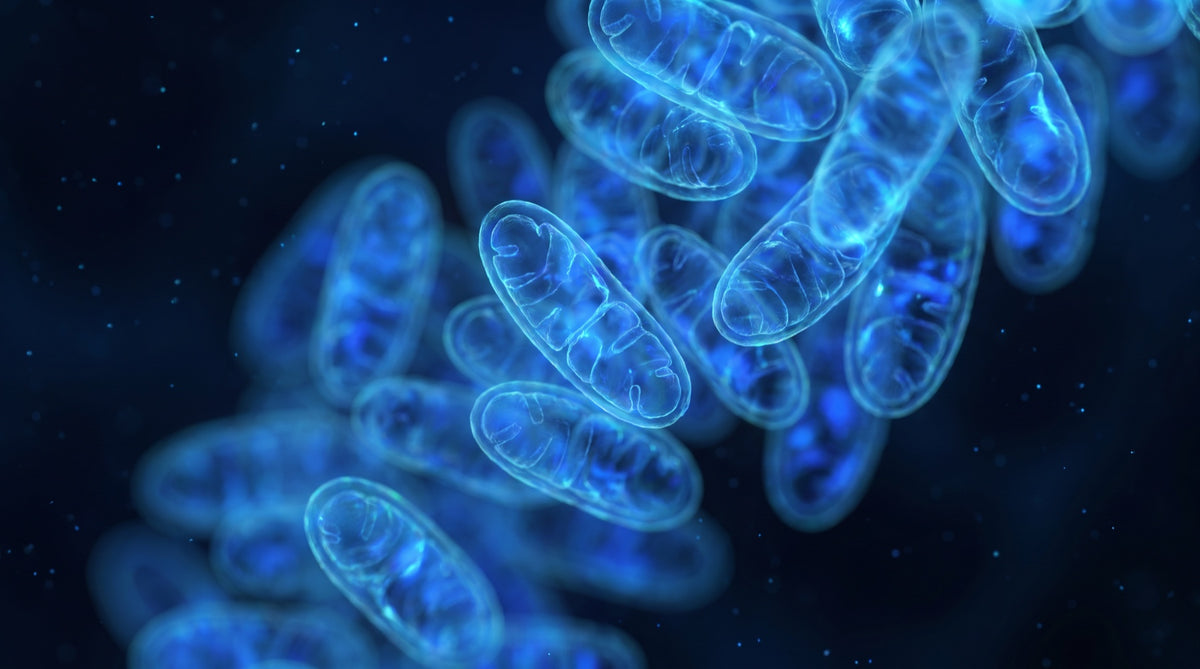 The Problem Is In Your Cells, Not Your Motivation